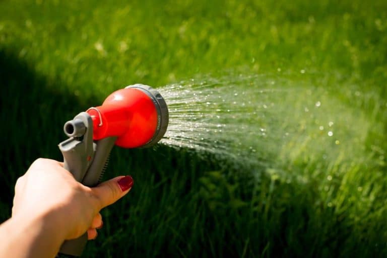 Jak pielęgnować młody trawnik?