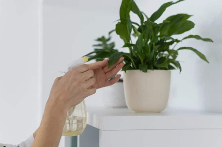 Przędziorki na roślinach domowych – jak się pozbyć nieproszonych gości?